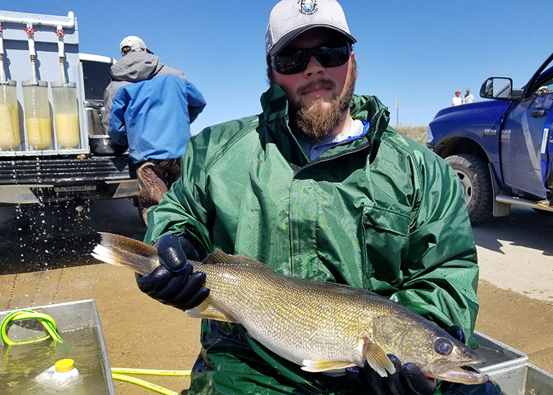 2018 walleye spawning - photo 1