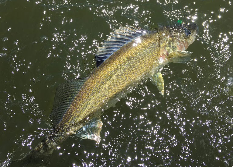 Walleye on fishing line