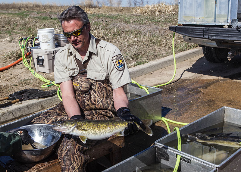 2018 walleye spawning - photo 4