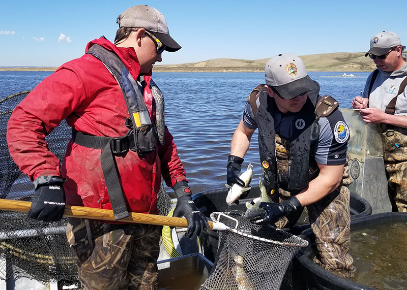 2018 walleye spawning - photo 5