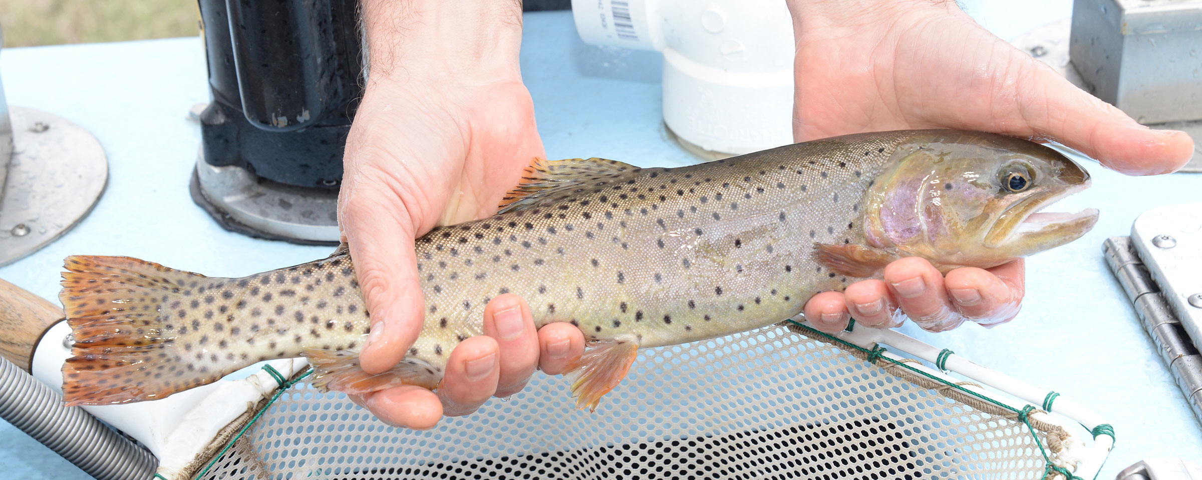 Cutthroat trout