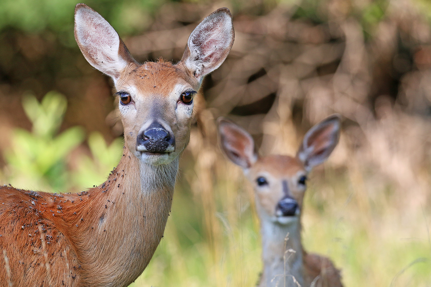 White-tailed doe and fawn