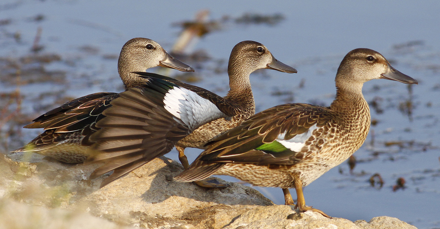 Three ducks standing on rocks