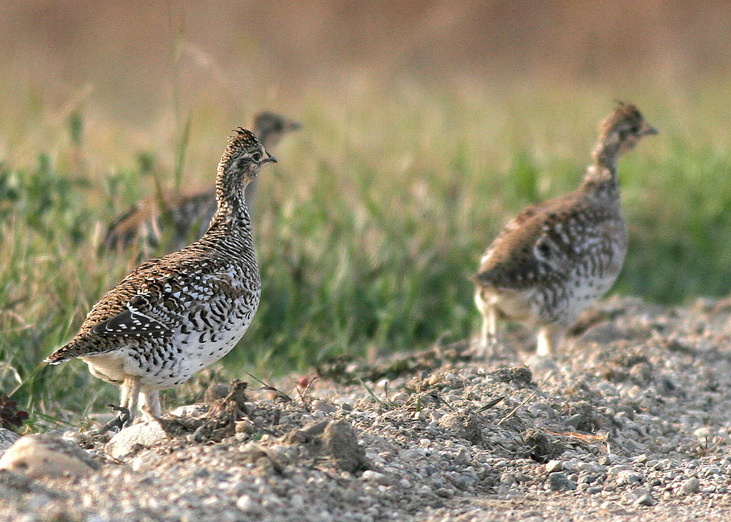 Sharp-tailed grouse