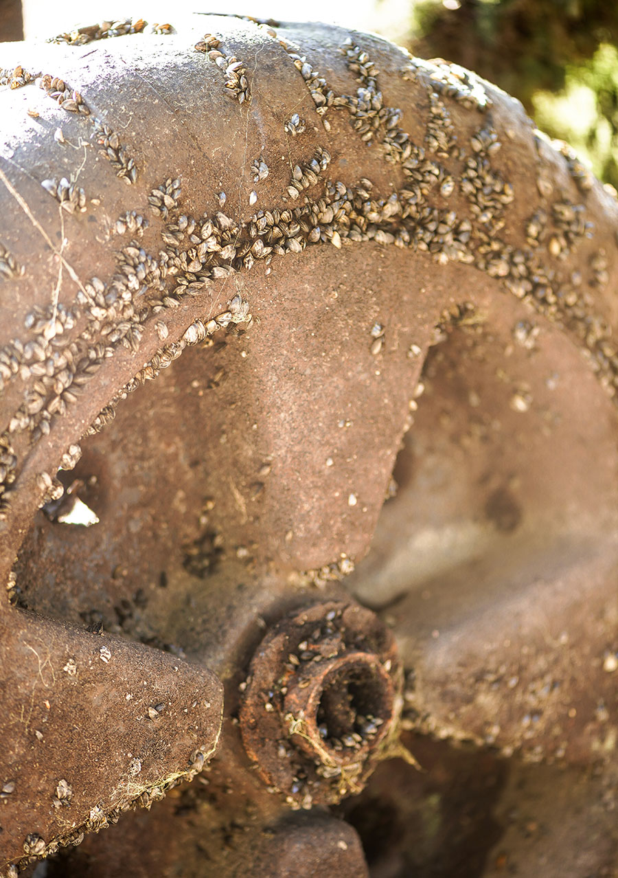 Zebra mussels on dock tire