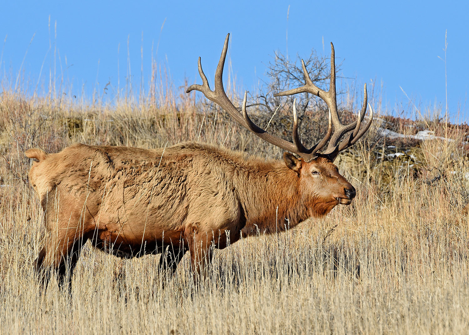 Bull elk