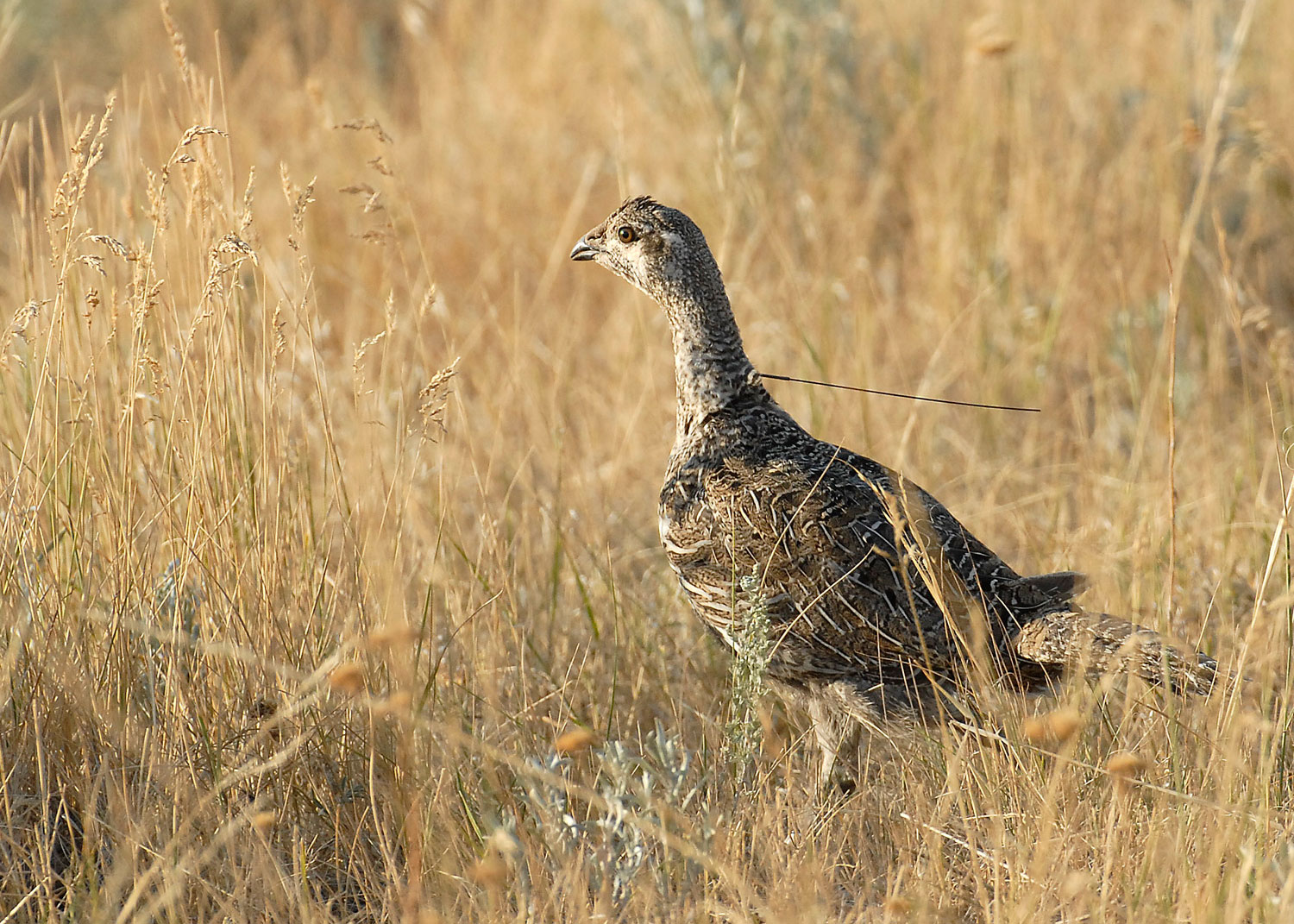 Grouse with transmitter