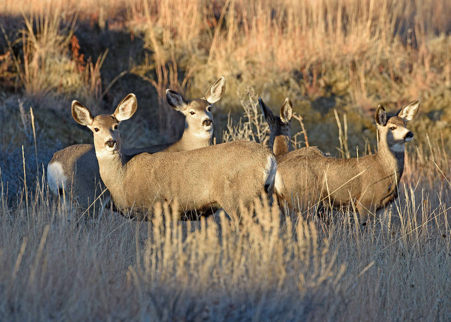 Mule deer does and fawns