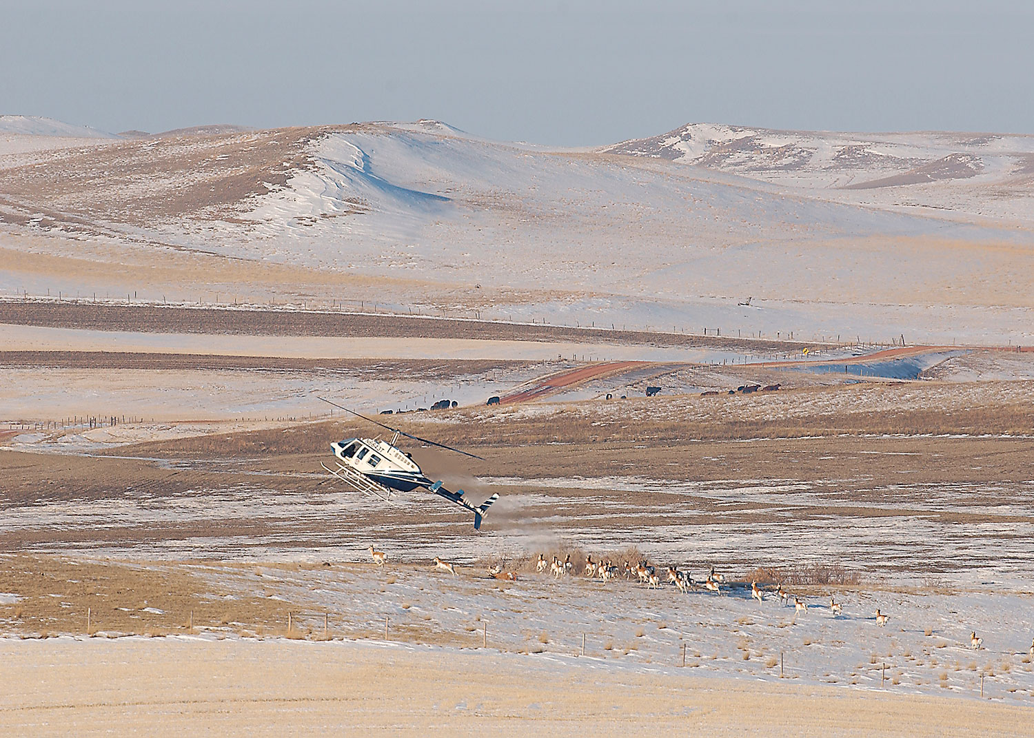 Helocopter over heard of pronghorn