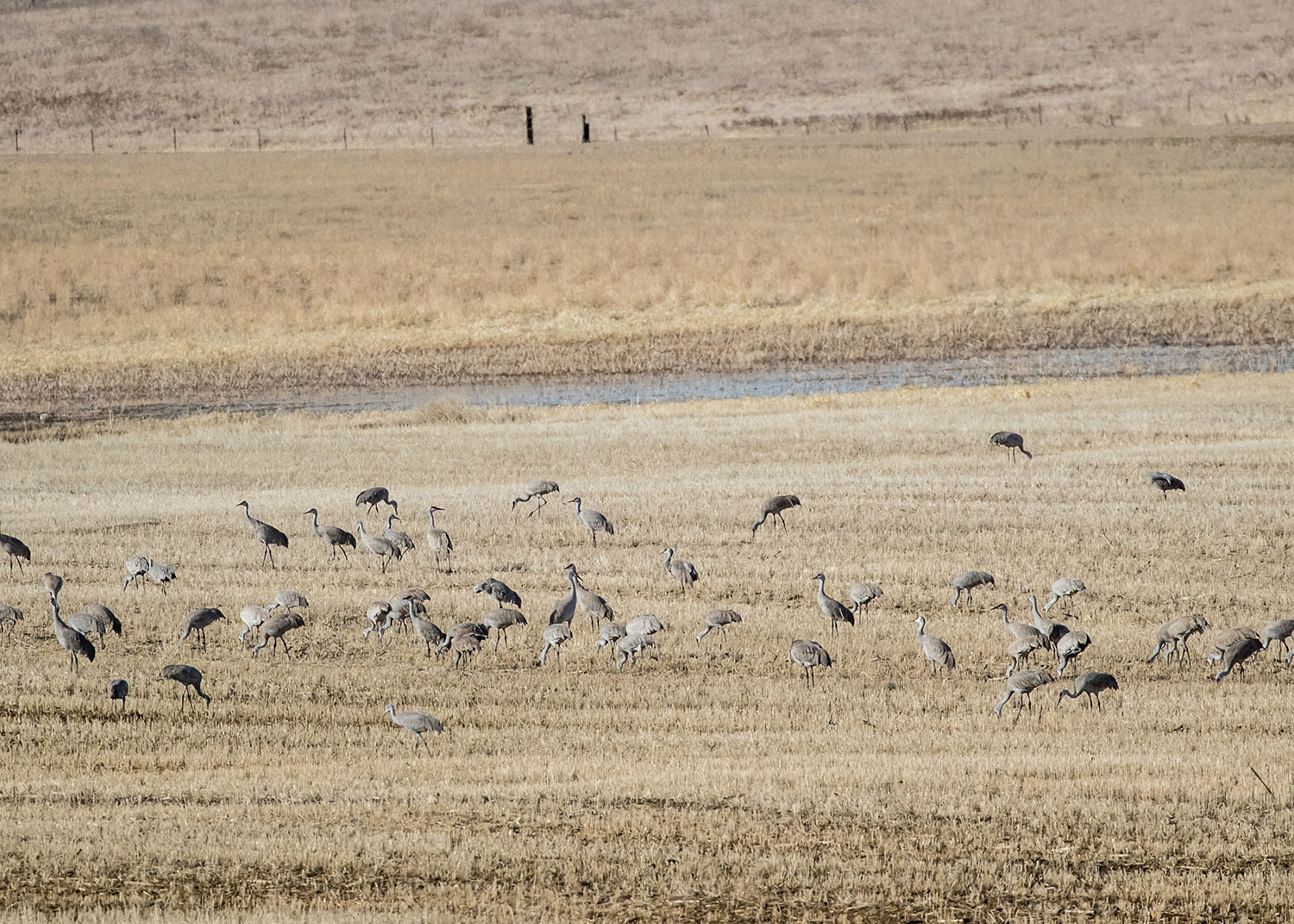 Flock of sandhill cranes in field