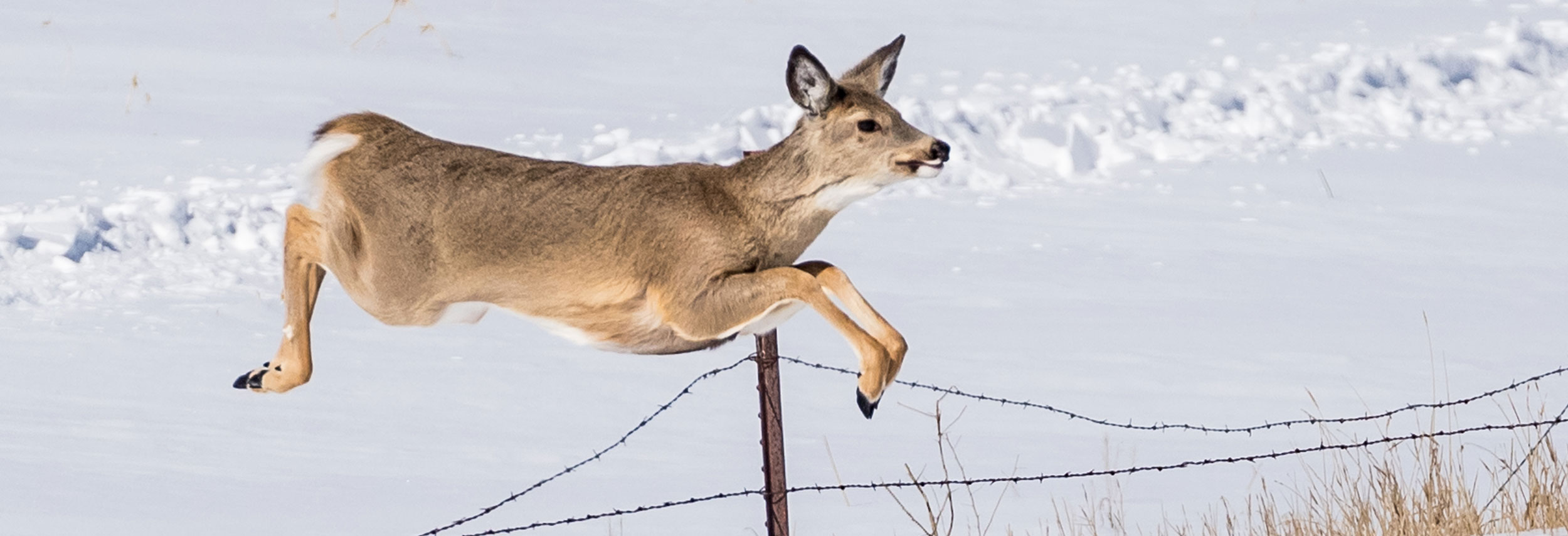 Whtie-tailed deer jumping fence