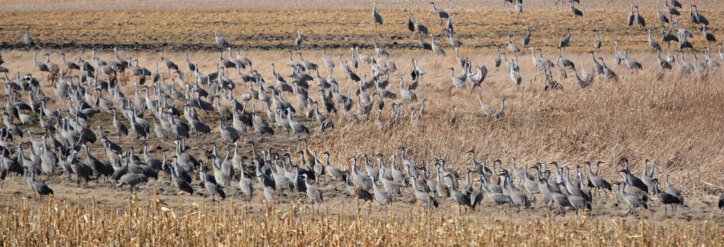 Sandhill cranes in a harvested crop field