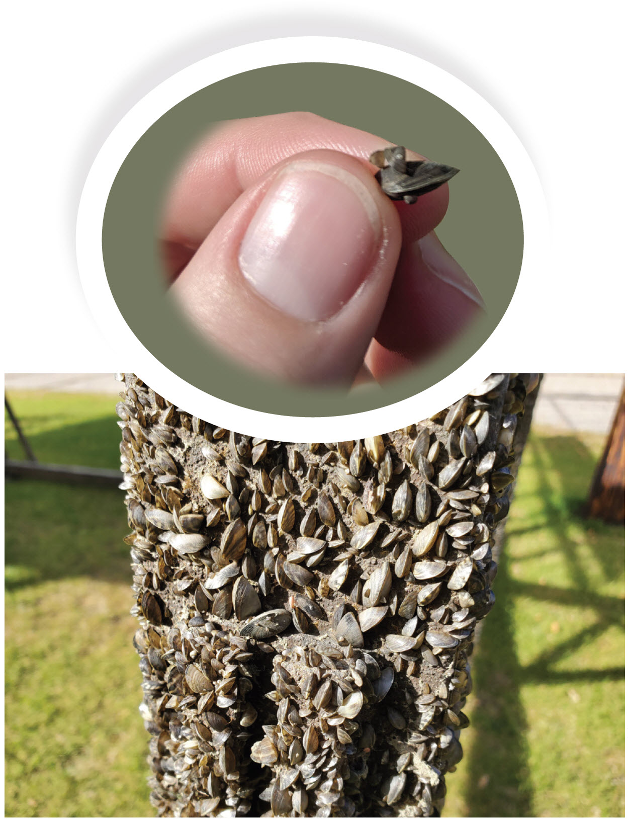 Photo of zebra mussels on a dock post and held in a hand
