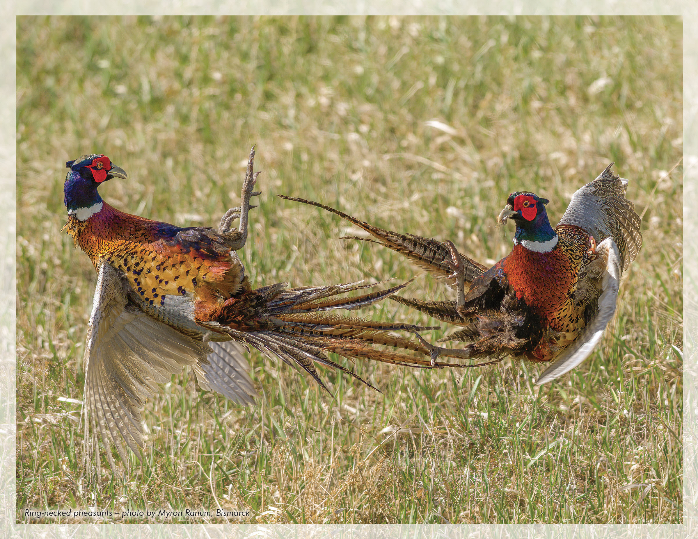 Two ring-necked pheasant roosters fighting
