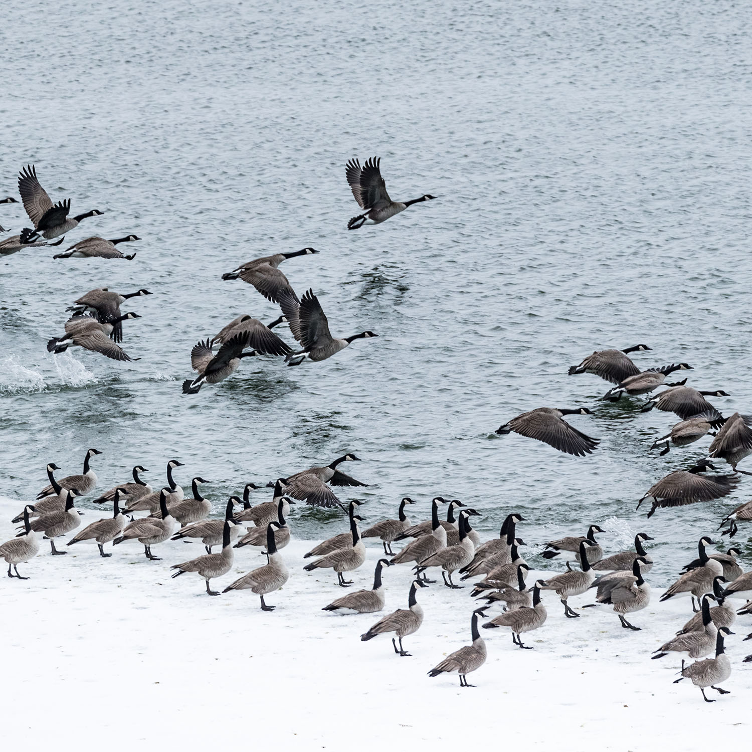 Canada geese in snow