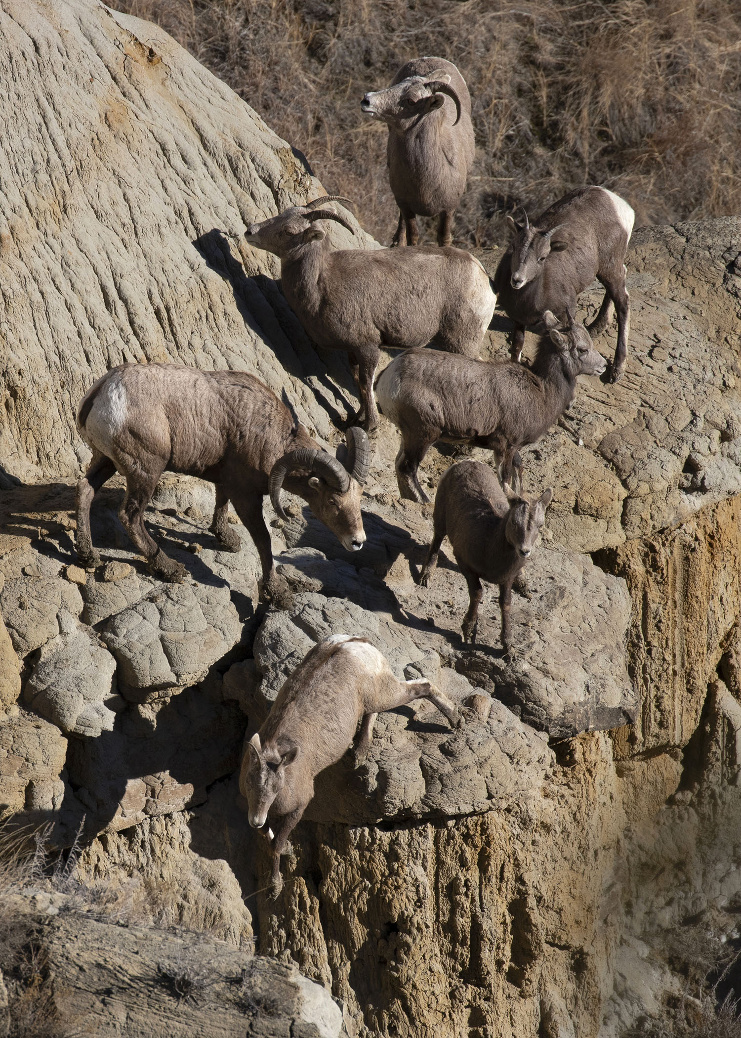 Bighorn sheep crossing steep incline