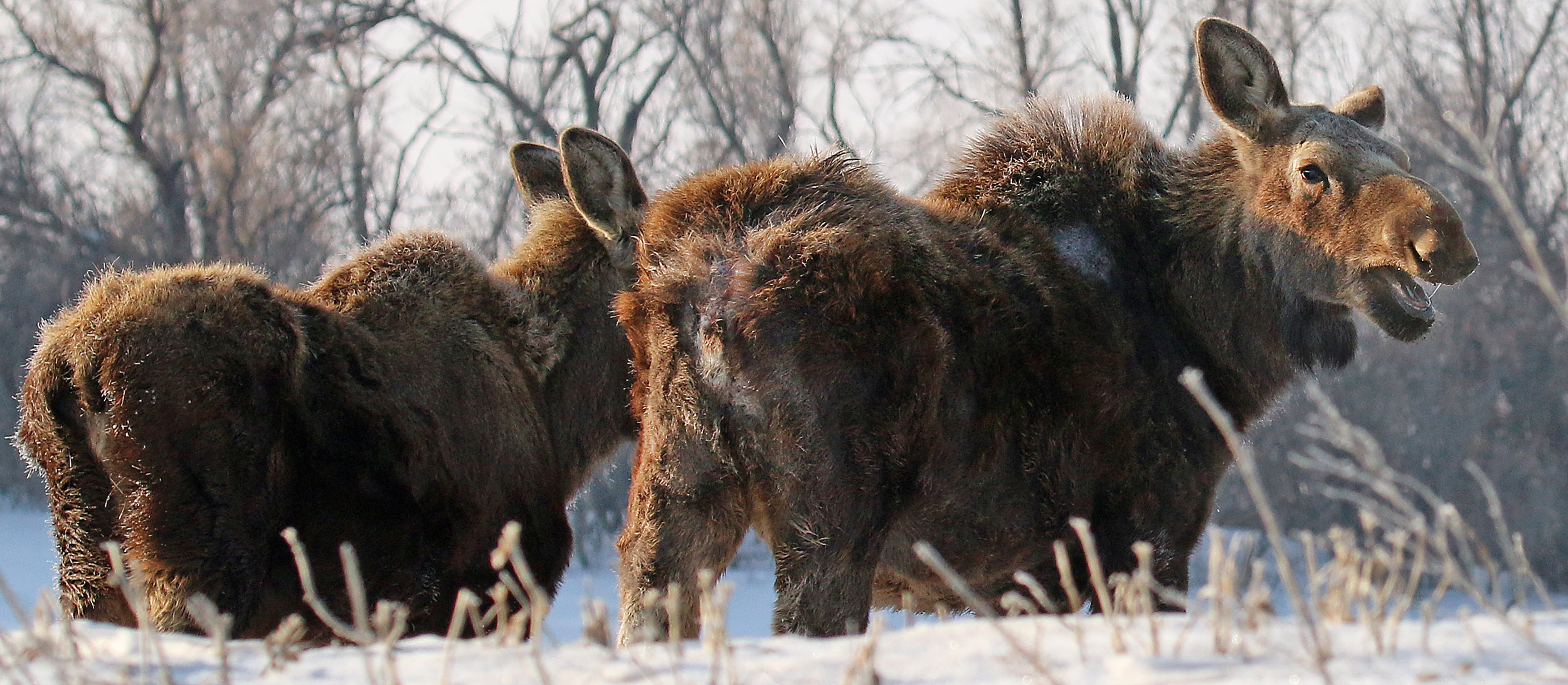 2 moose