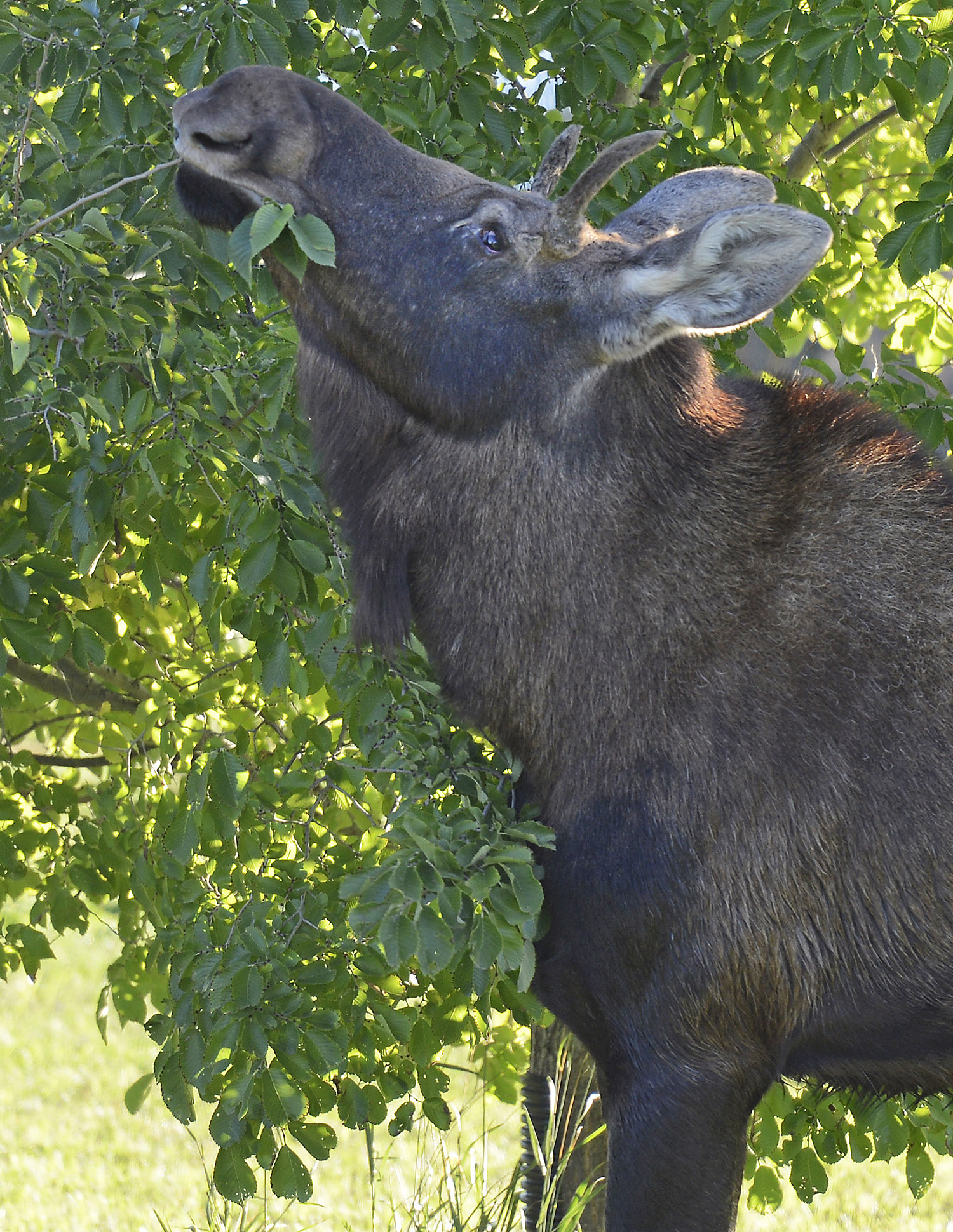 Moose eating tree leaves