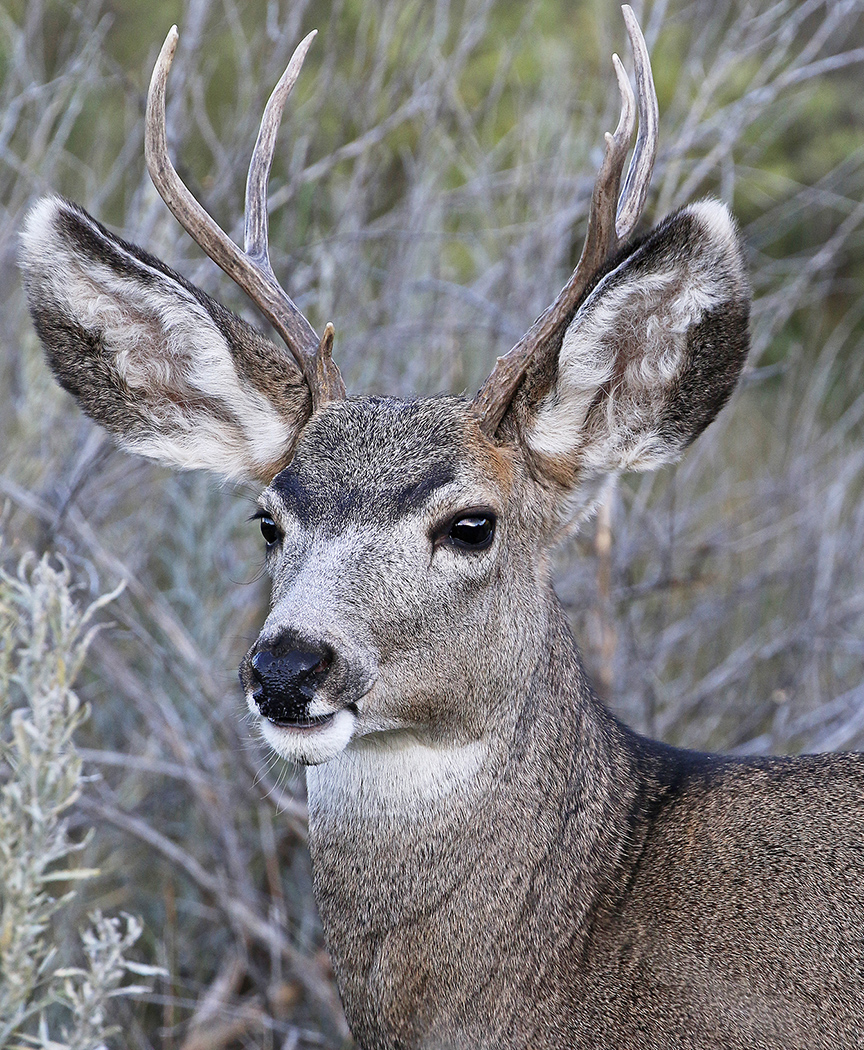 Mule deer buck