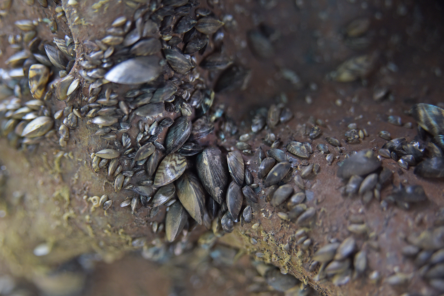 Zebra mussels