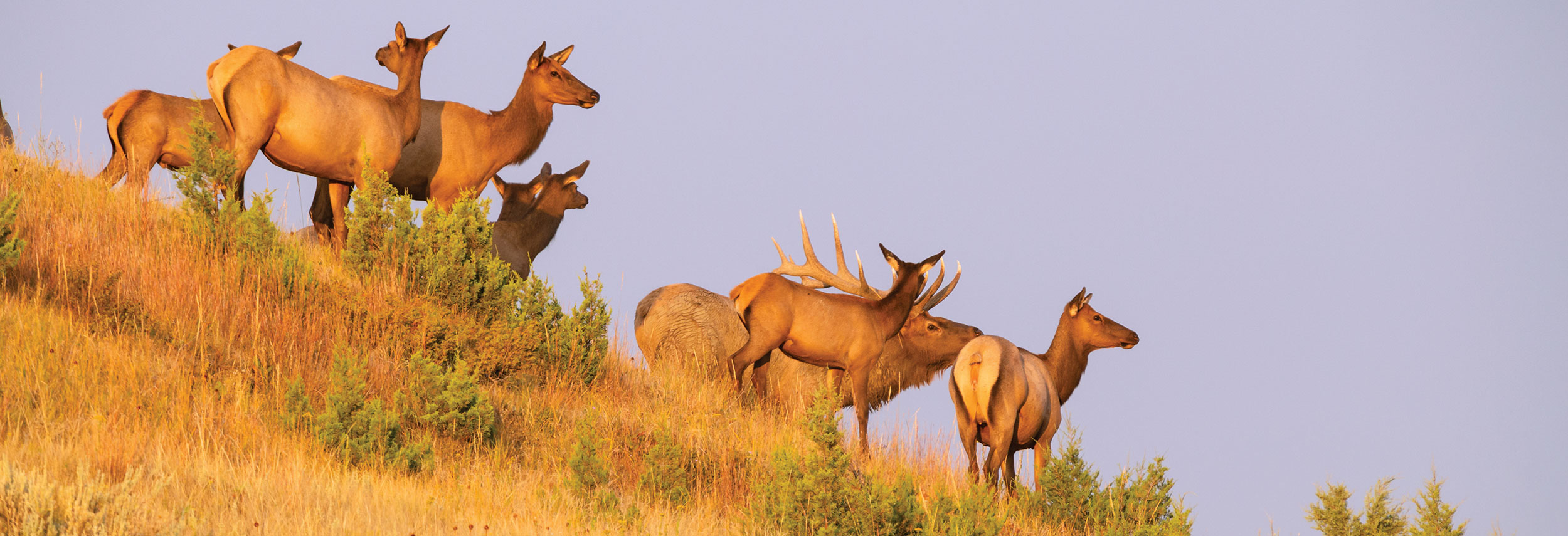 Herd of elk on ridge