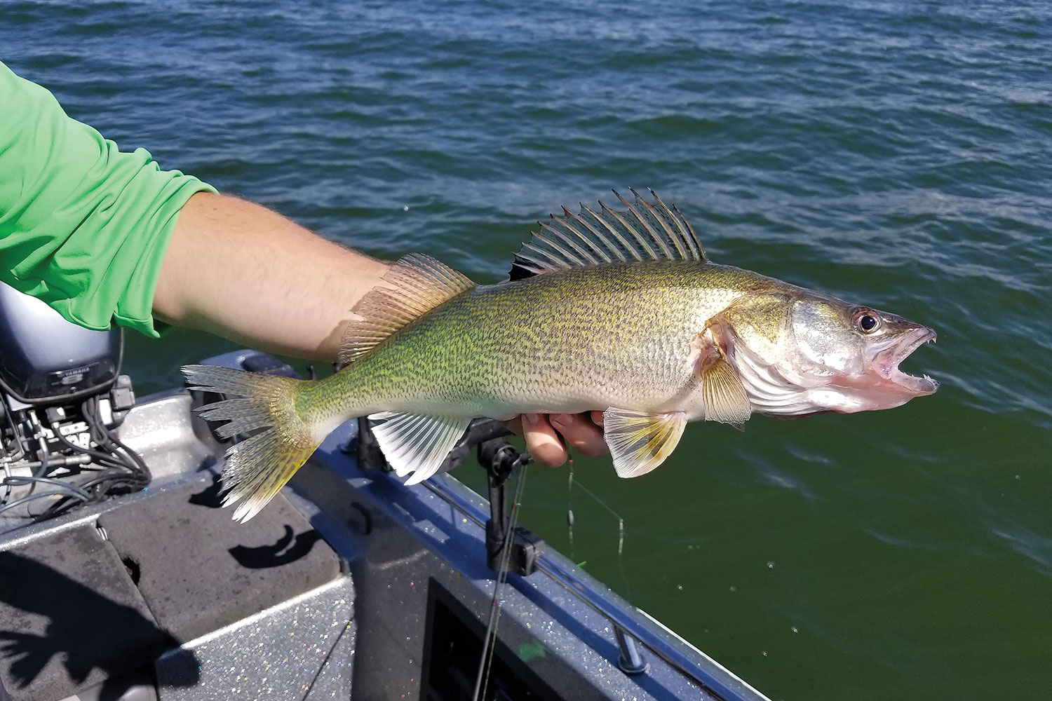 Angler holding a walleye