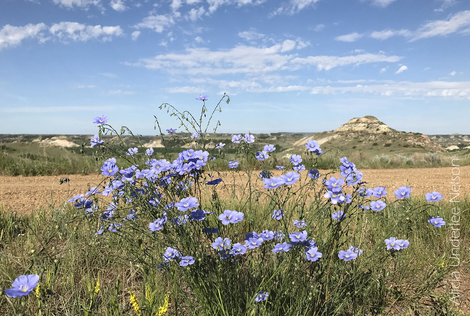 Flowers in the badlands