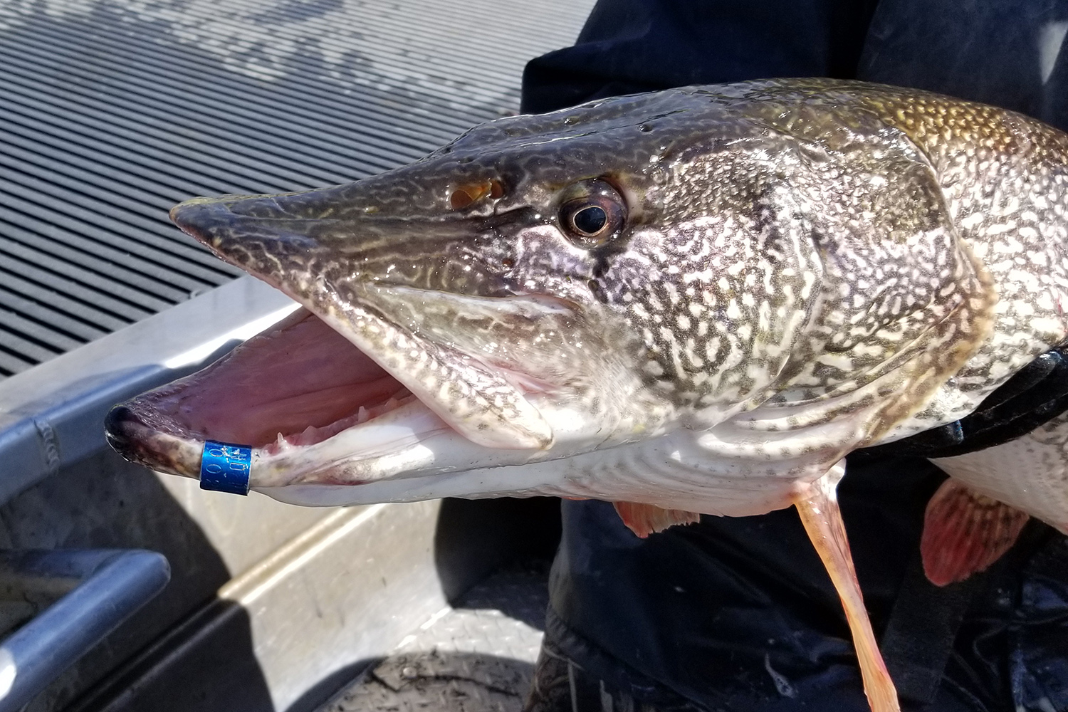 Tagged trophy sized pike