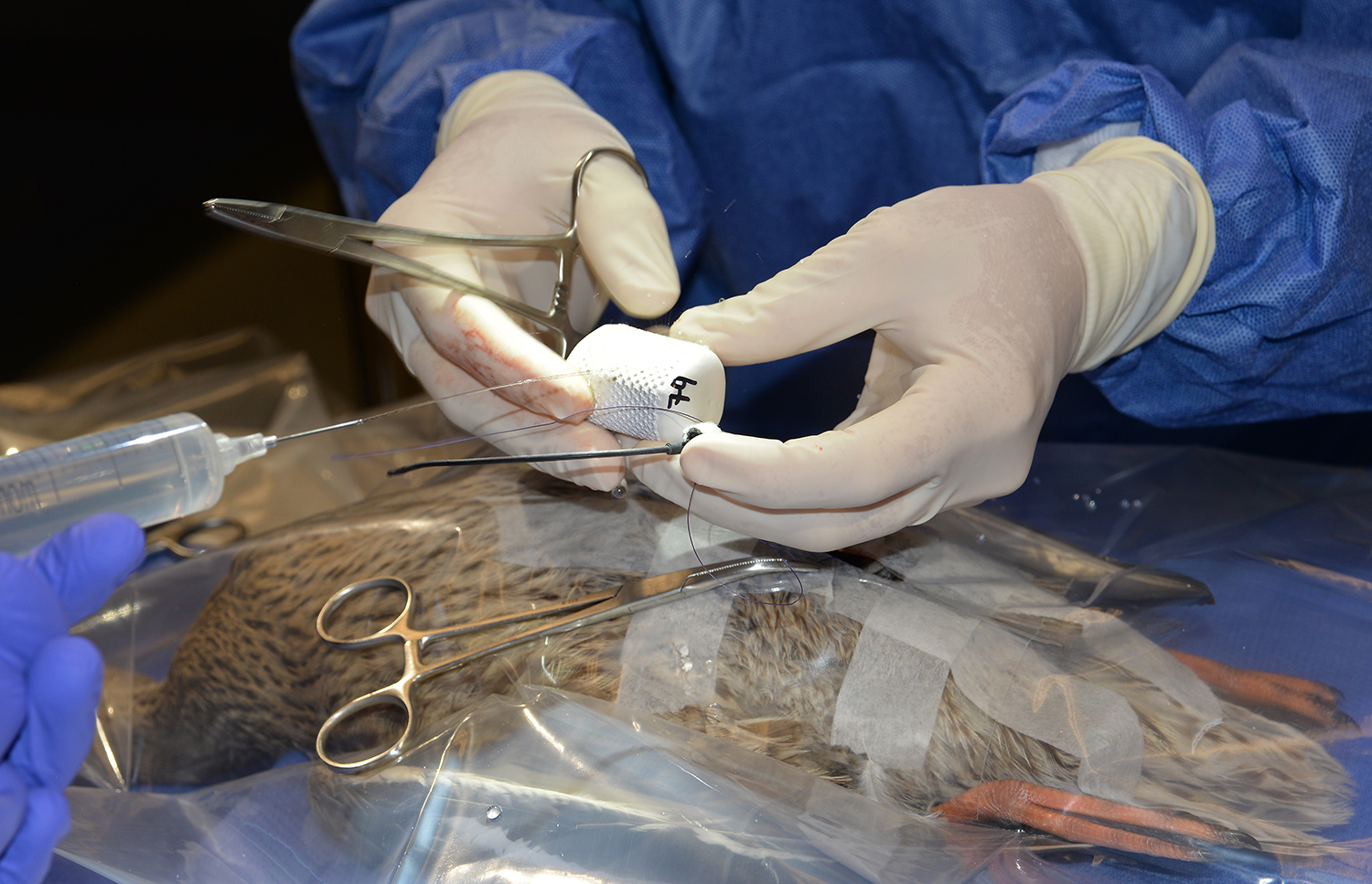 Duck undergoing surgery to implant GPS unit