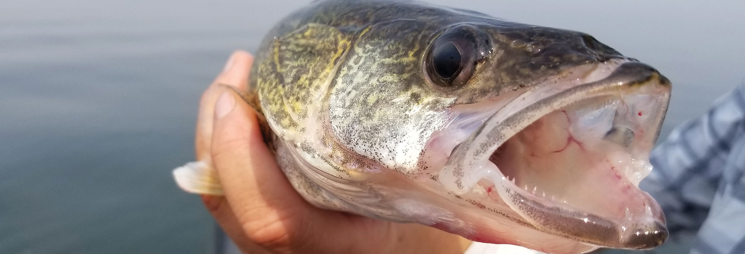 Adult walleye