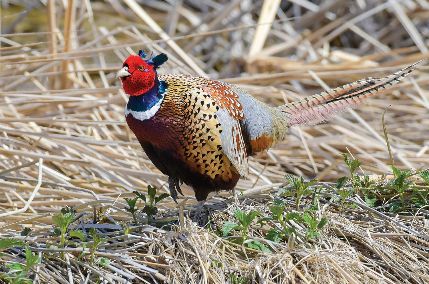 Ring-necked Pheasant rooster