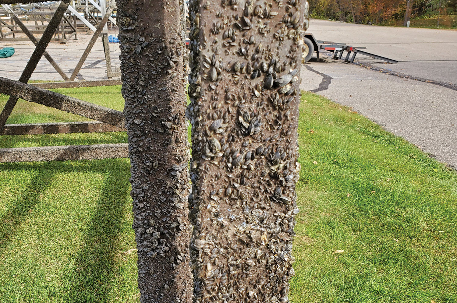 Zebra mussels on boat lift pulled from water
