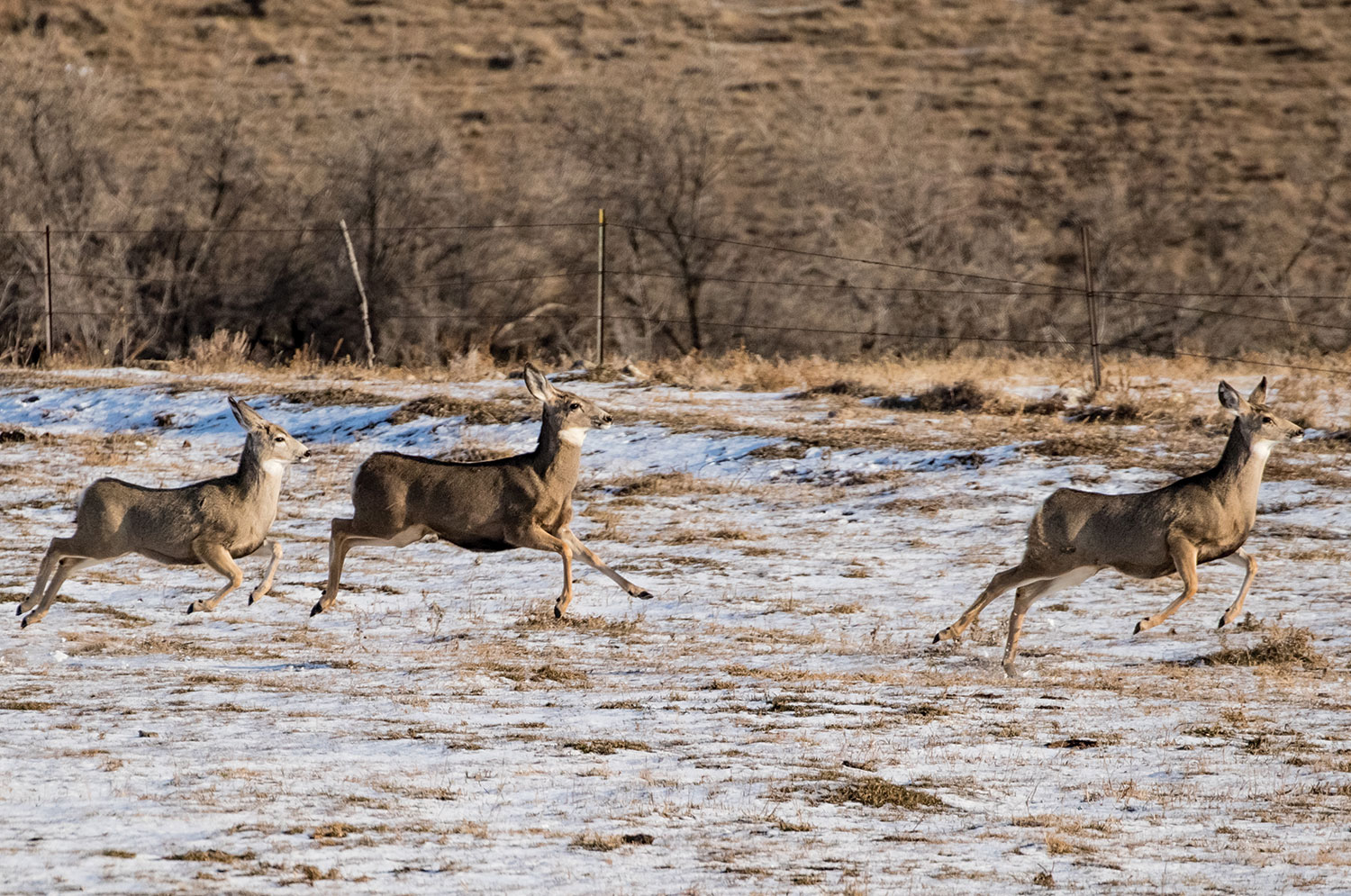 Deer running across a field