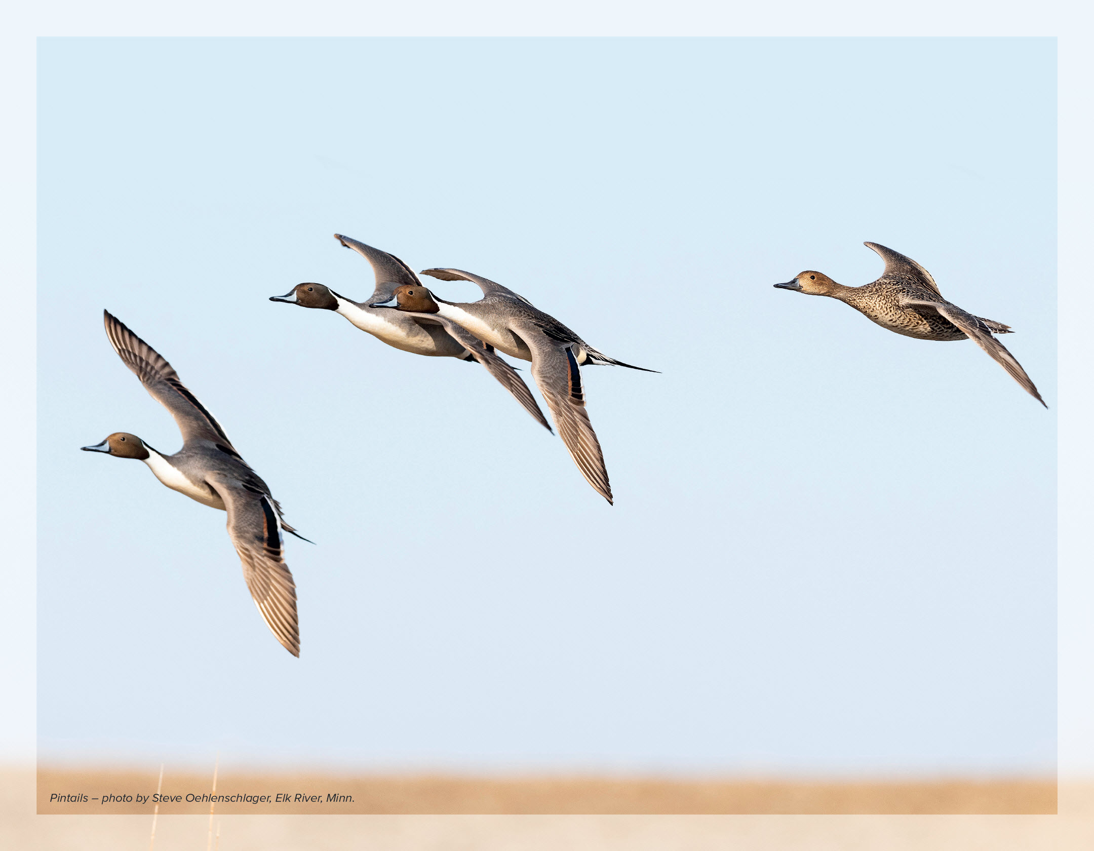 Pintails taken by Steve Oehlenschlager
