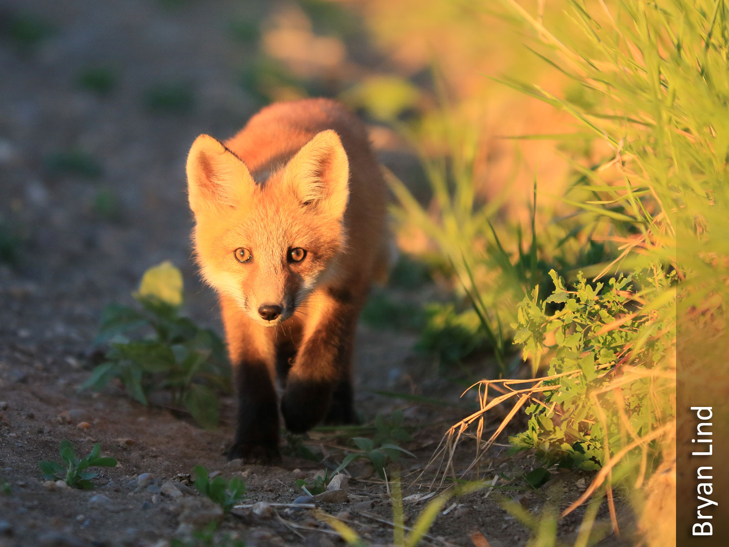 Red fox pup