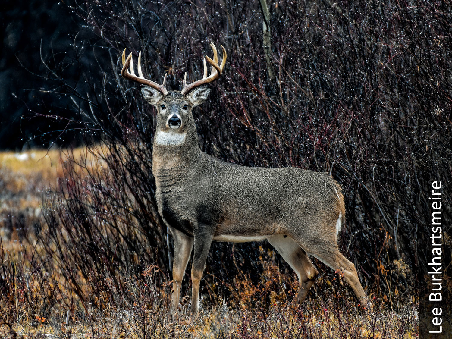 White-tailed buck