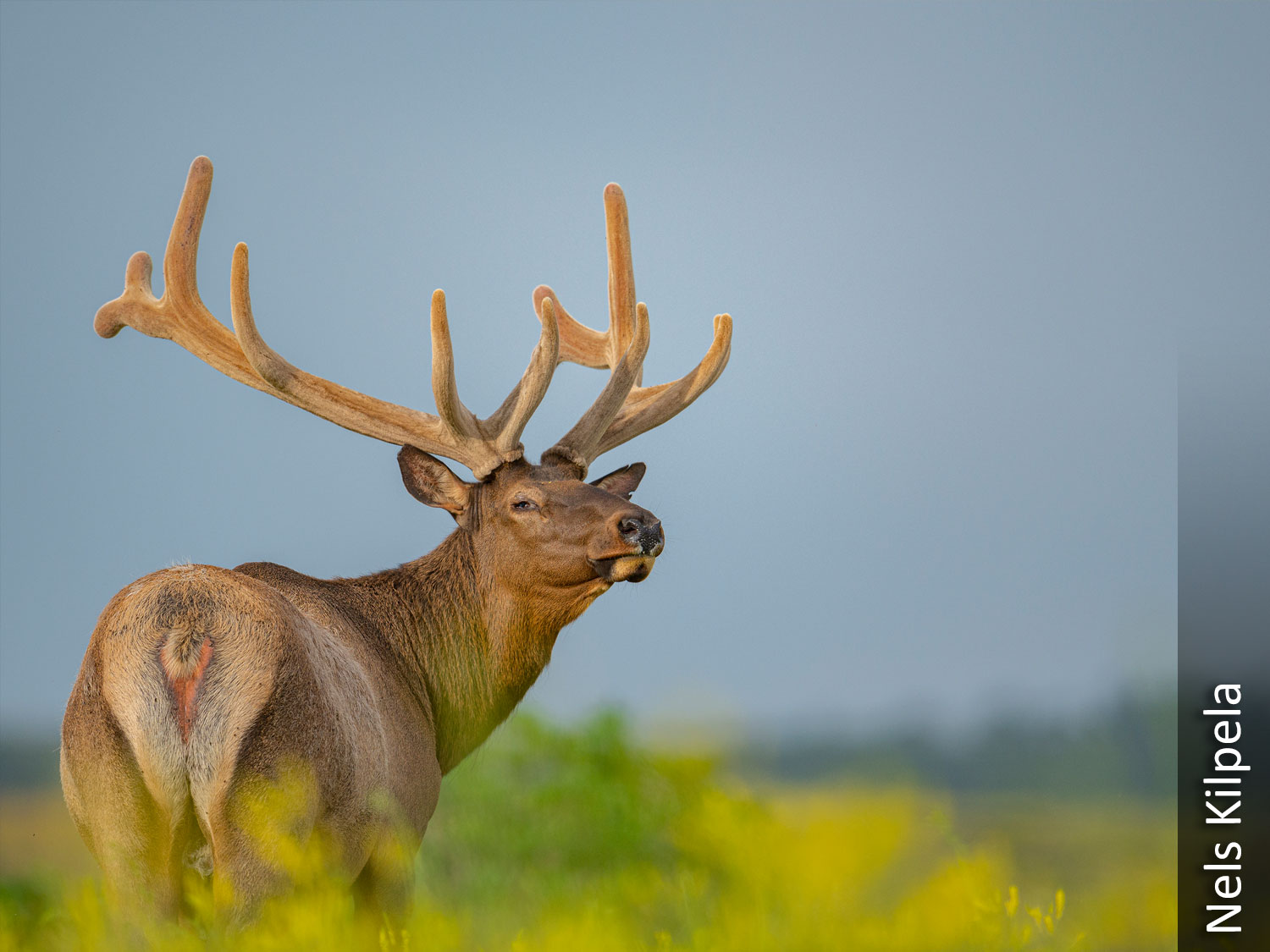 Elk