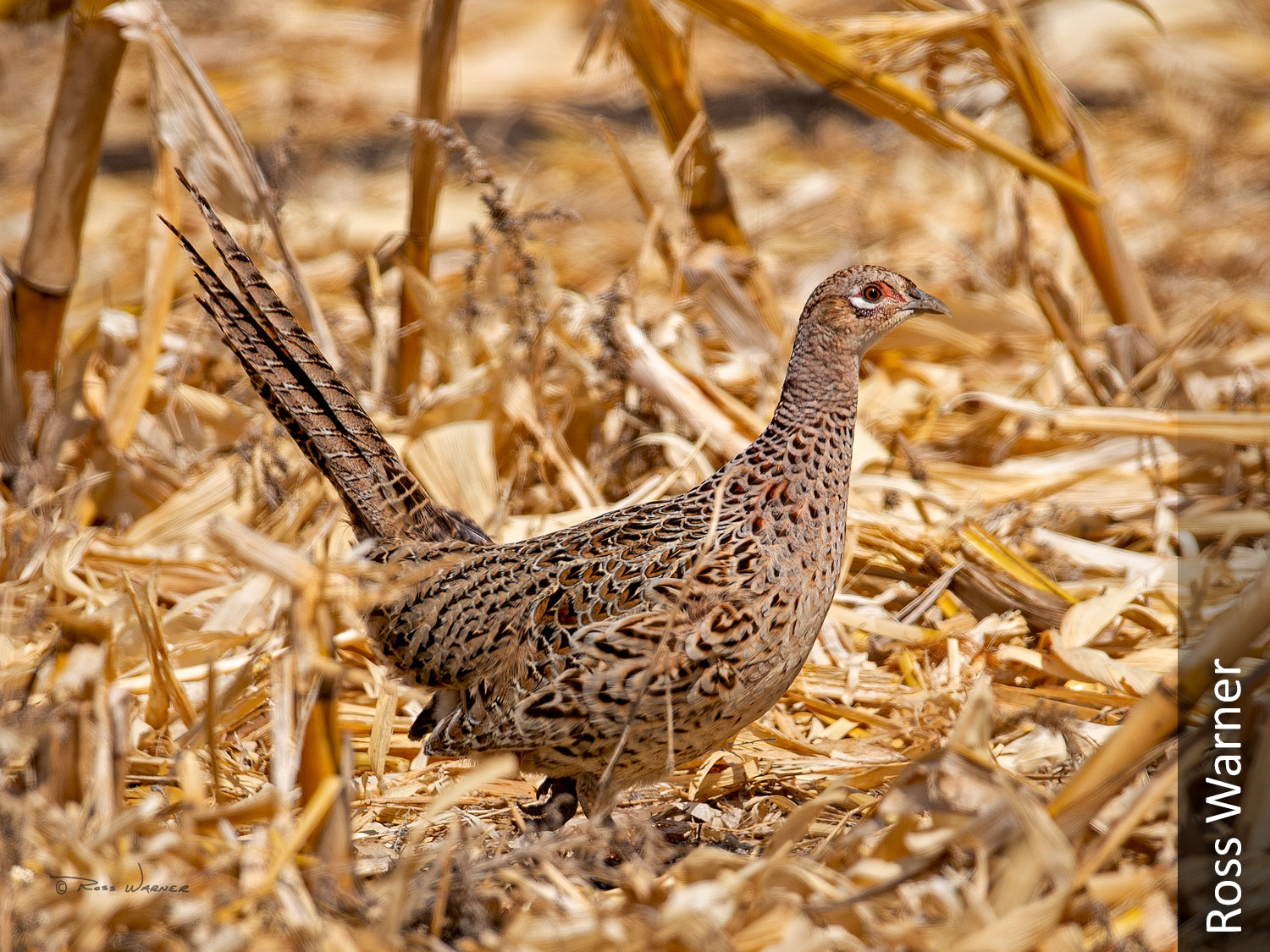 Pheasant hen