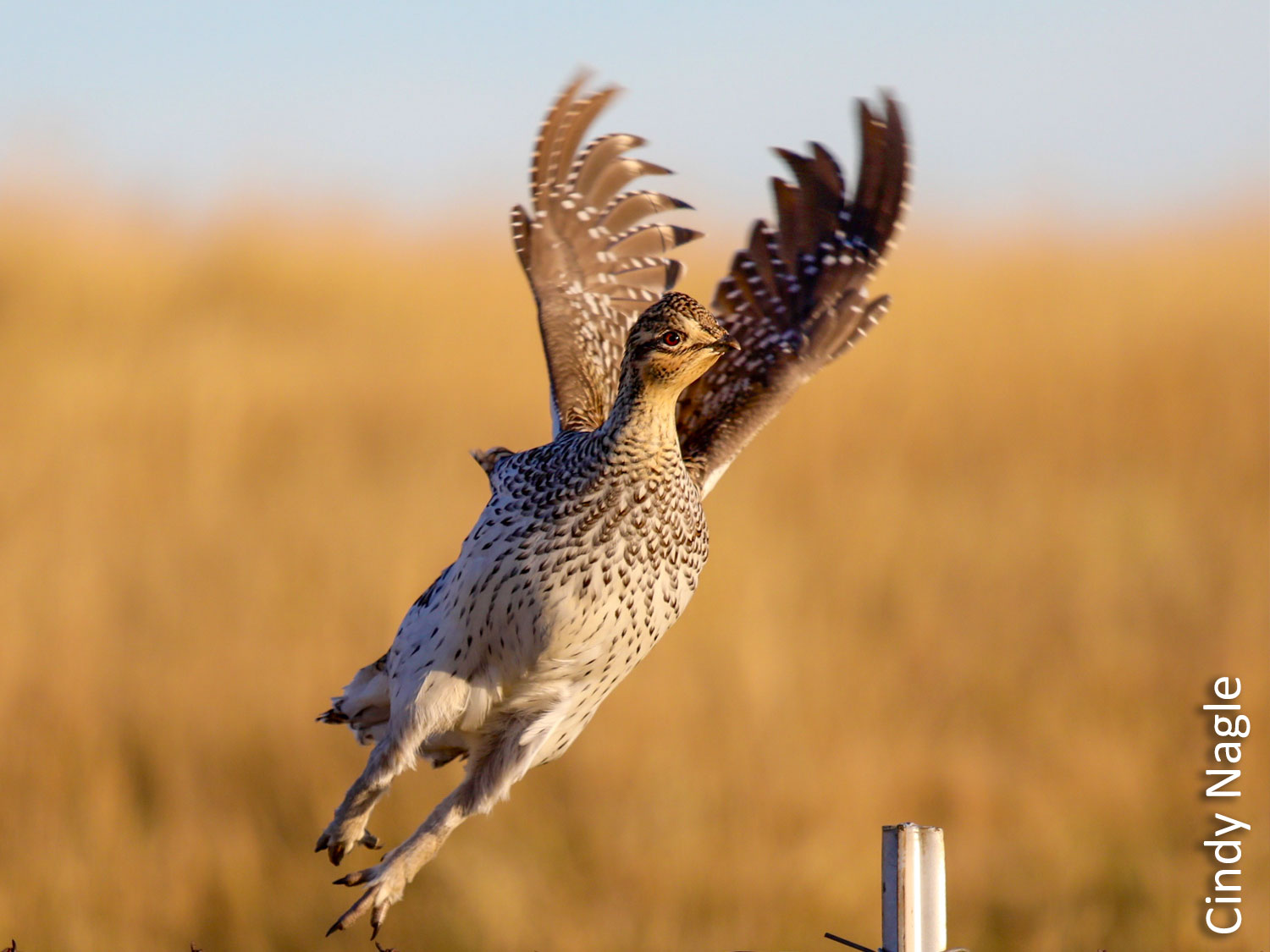 Sharp-tailed grouse