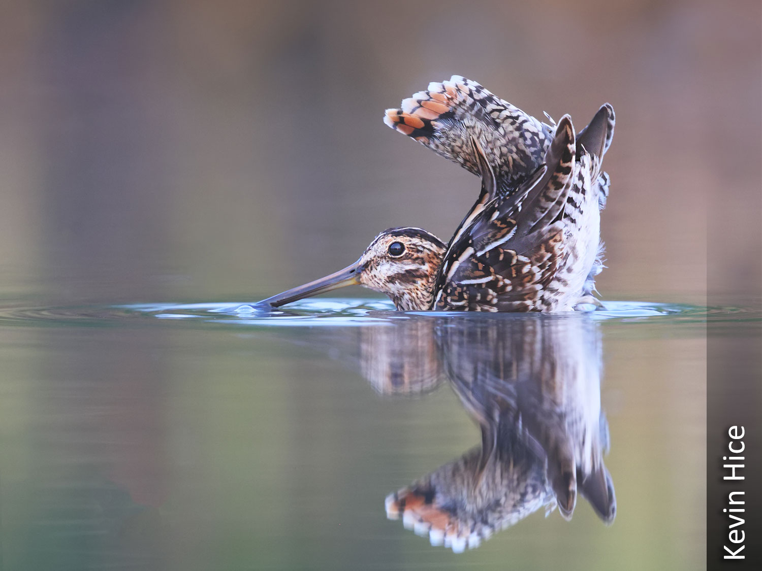 Common snipe