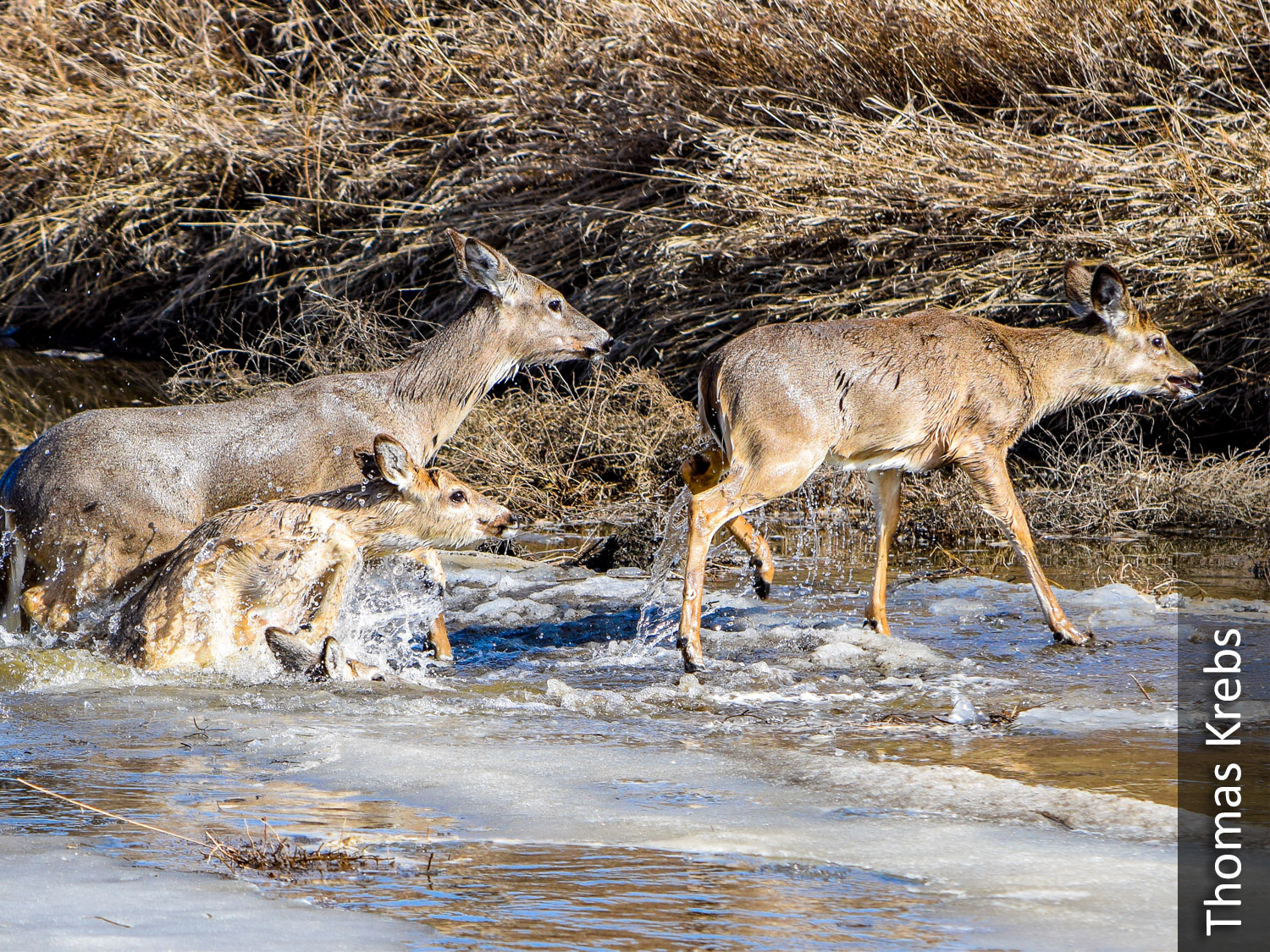 White-tailed deer crossing river