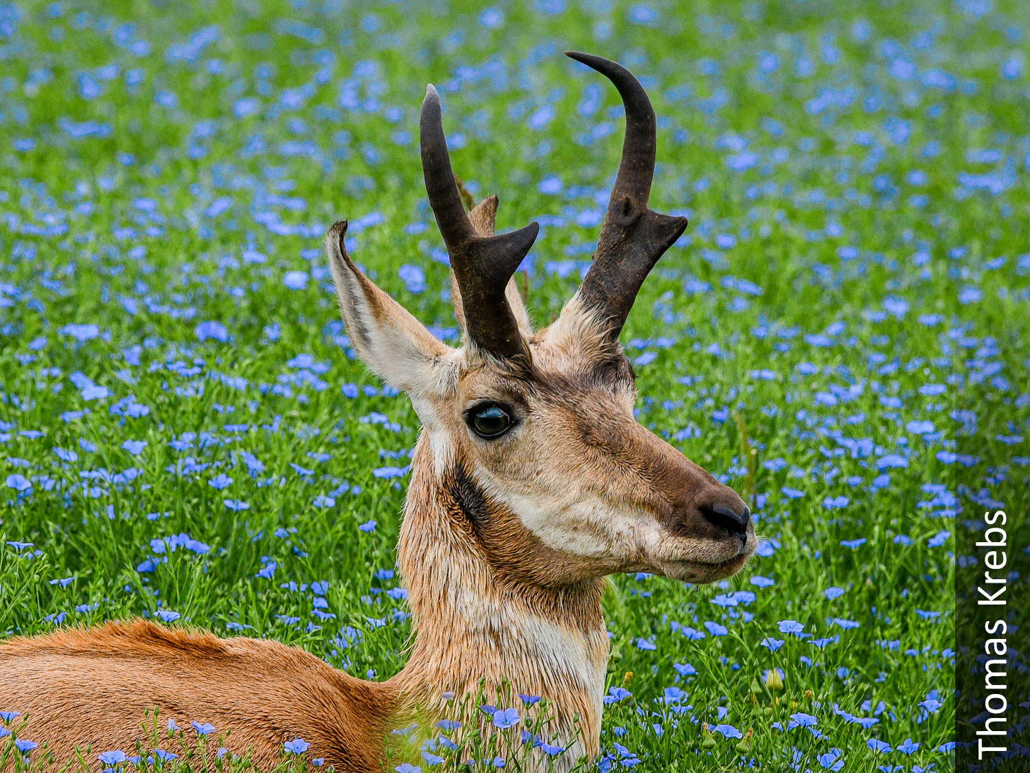 Pronghorn