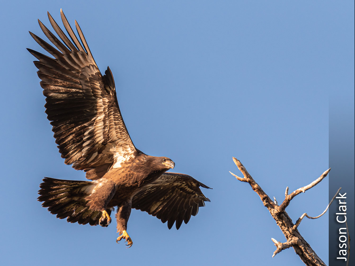 Juvenile bald eagle