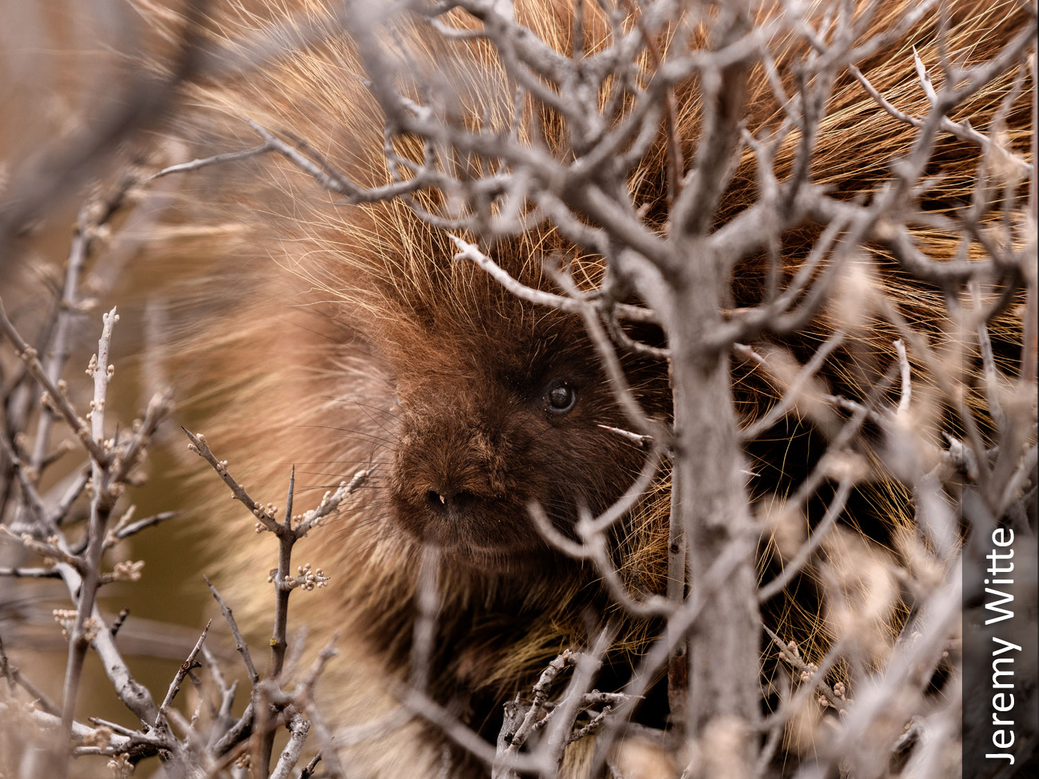 Porcupine