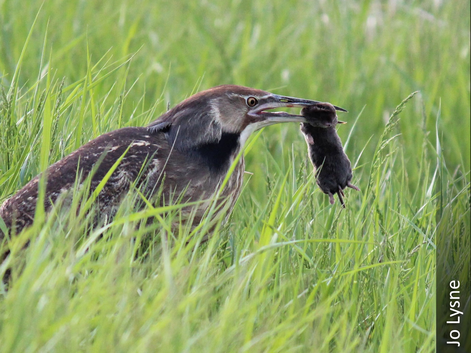 American bittern with short-tailed shrew