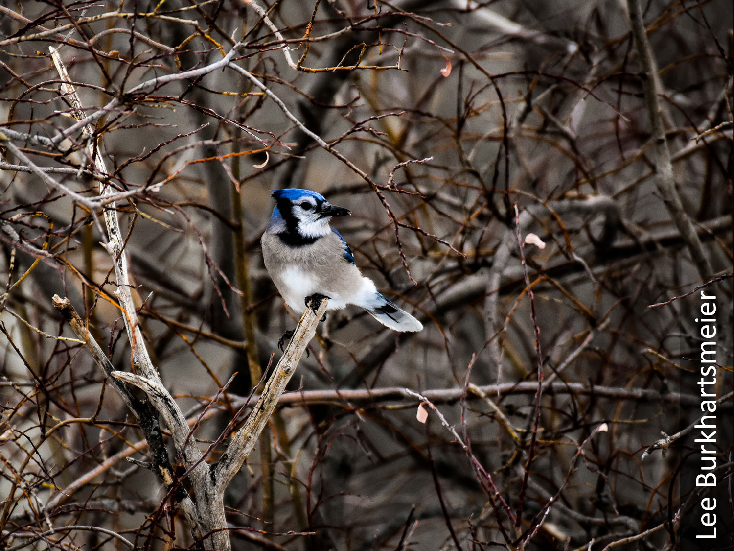 Blue jay