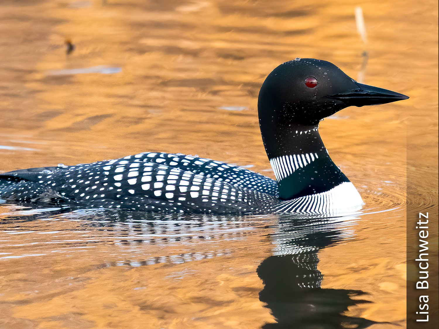 Common loon