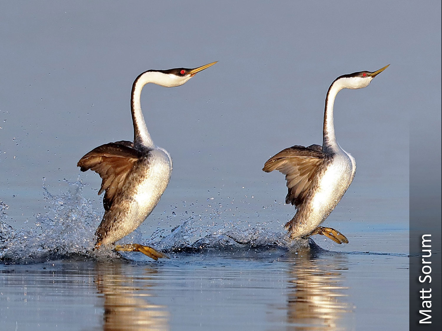 Western grebe