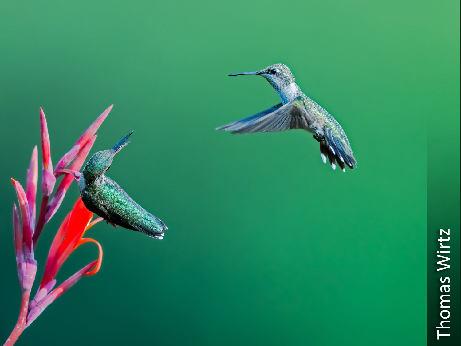 Ruby-throated humingbirds