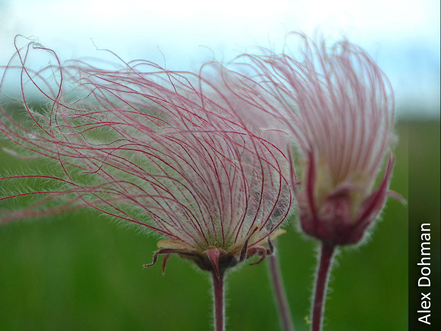 Prairie smoke